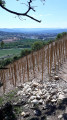 Les vignes de Brezème sur les collines de Livron Les vignes de Brezème sur les collines de Livron