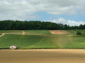 Les vignes de Montgueux