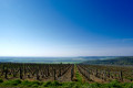 Forêt et vignes de Montgueux