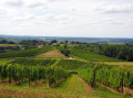 Les vignes de Montigny