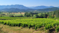 Les vignes de St Roman