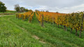 Les vignes du fameux et excellent Gris de Toul.