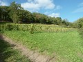 Les vignes du Mont Gareau à Saint-Suliac (35)