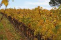 Les vignes en automne Les vignes en automne