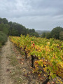 les vignes en automne