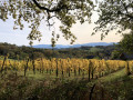 Les vignes en Octobre Les vignes en Octobre