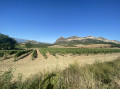 Les vignes et la colline cachant Saint-Florent Les vignes et la colline cachant Saint-Florent