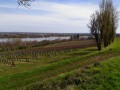 Les vignes et la Loire