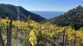 Les vignes et la mer Les vignes et la mer