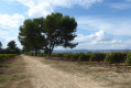 Les vignes, les arbres et le montagnes