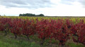 Les vignes sur les hauts de Naveil