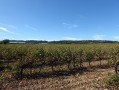 Les vignes