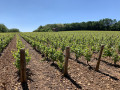 Les vignes Les vignes