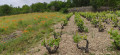 Les vignes