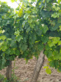 Les vignes