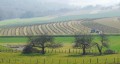 Les vignes