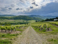 Les vignes