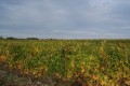 Le sentier des cinq paysages à Sainte-Marie-de-Ré