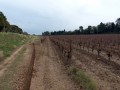 Les vignes