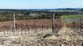 Les vignes.