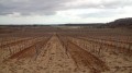 Les Vignes. Les Vignes.