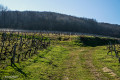 Les vignes