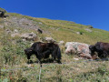 Les yacks Les yacks