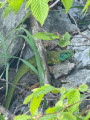Lézard vert occidental mâle