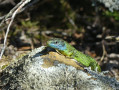 Lézard vert