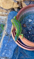 Lézard
