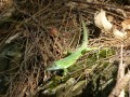 lézard lézard
