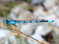 Libellule bleue au bord du "Alter See" Libellule bleue au bord du "Alter See"