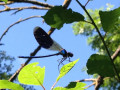 Libellule demoiselle bleue