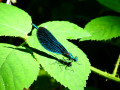 Libellule ou Demoiselle ?