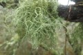 Lichen