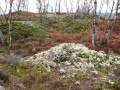 Lichens