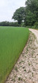 Lisière de forêt et champ de lin
