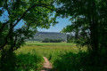 Lisière de forêt