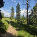 Lisi&egrave;re de for&ecirc;t