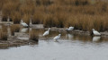 Little egrets fishing in one of the lagoons at Steart Marshes