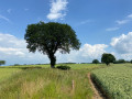 Lonely tree