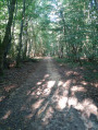 longue traversée de la forêt
