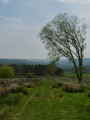 Looking back from the gate beyond the felled plantation