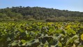 Lotus de Fontmerle