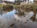 Castle Espie Woodland Trail - Comber