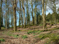 Loughbrickland Woodland