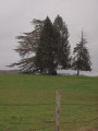 Loupe d'Orme