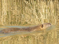 Loutre ou ragondin?