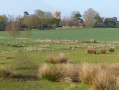 Low-lying meadows