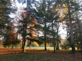 Lumière d'automne sur l''arborétum
